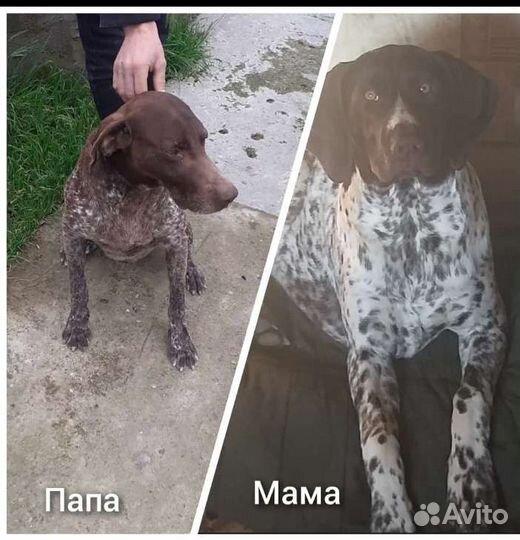 Щенки породы куцхаара