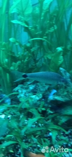 Сетчатый водорослеед