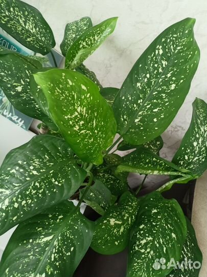 Диффенбахия и другие комнатные растения