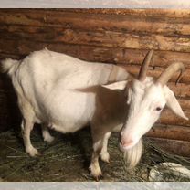 Коза дойная молочная