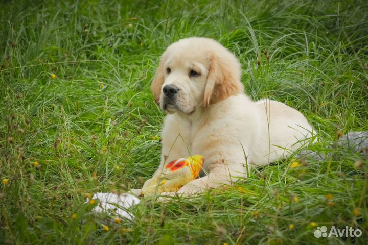 Щенки голден ретривера