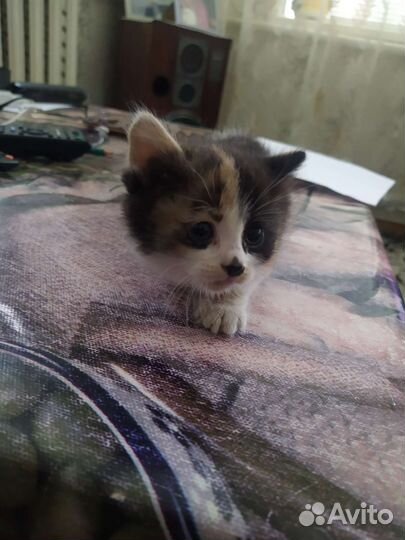 Кошка в дар бесплатно