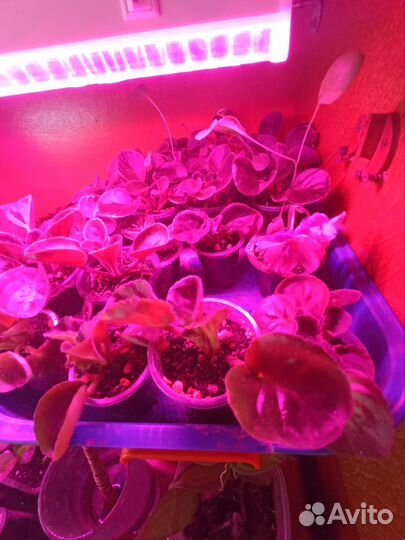 Фиалки наборами