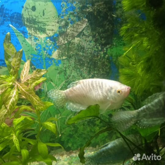 Аквариумные рыбки гурами мраморный 12 см и