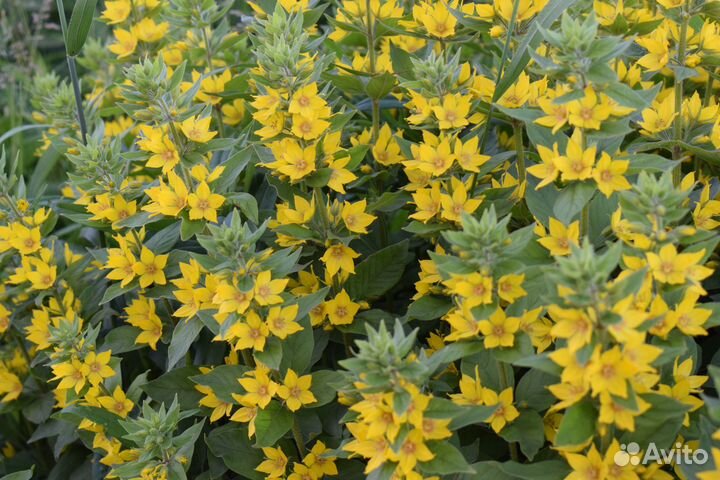 Ирисы Вербейник Аквилегия Лилейник