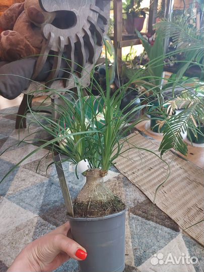 Пальма нолина