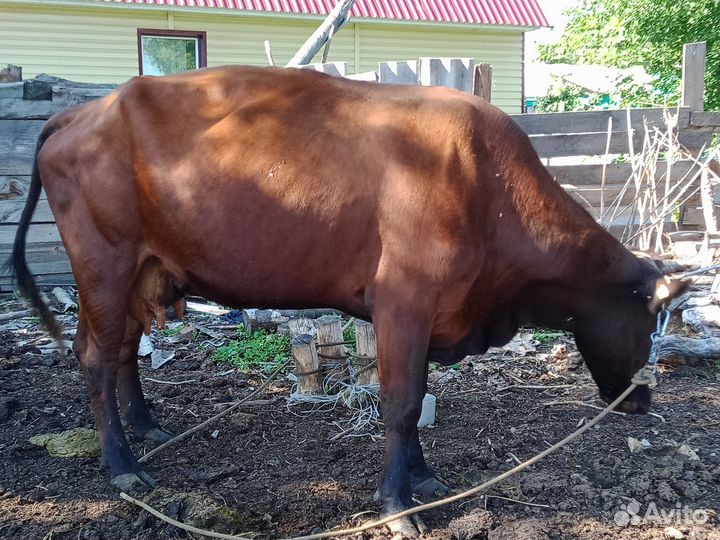 Корова красностепная