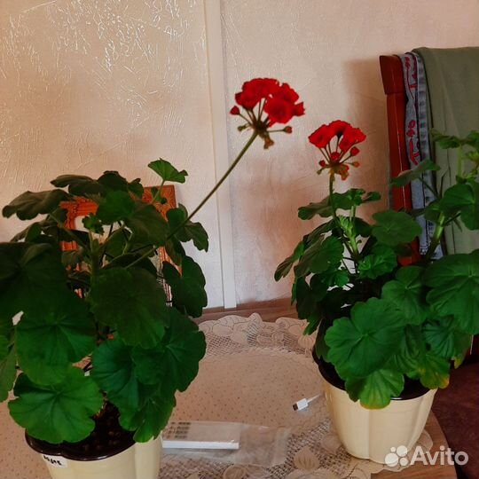 Пеларгония