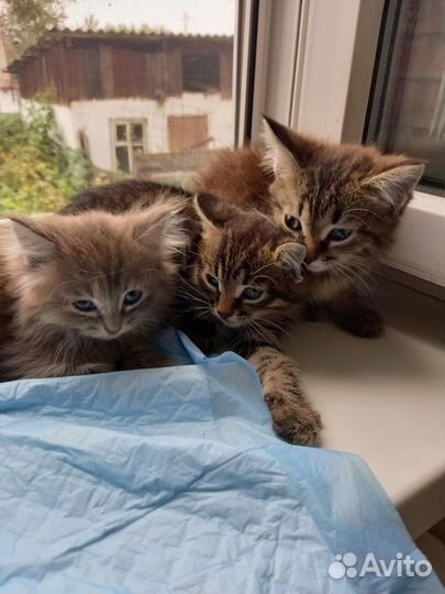 Сибирская кошка бесплатно