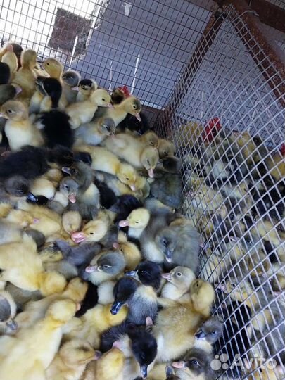 Молодняк птицы