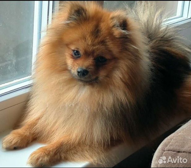 Вязка шпицов