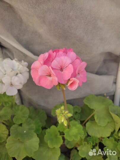 Пеларгония герань разные сорта