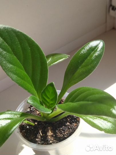 Примулины/хириты