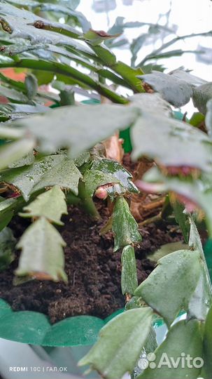 Комнатные цветы