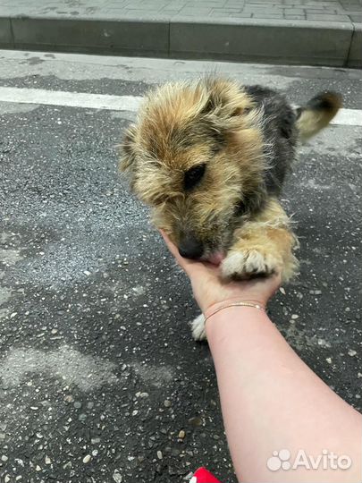 Малышка в поисках дома