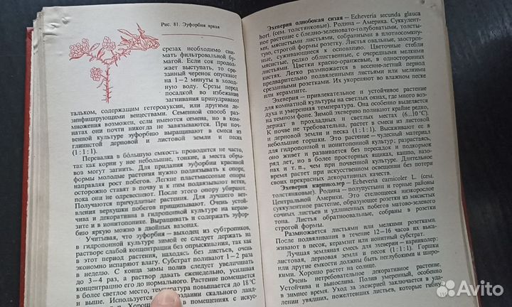 Цветы в комнате и на балконе. Тавлинова