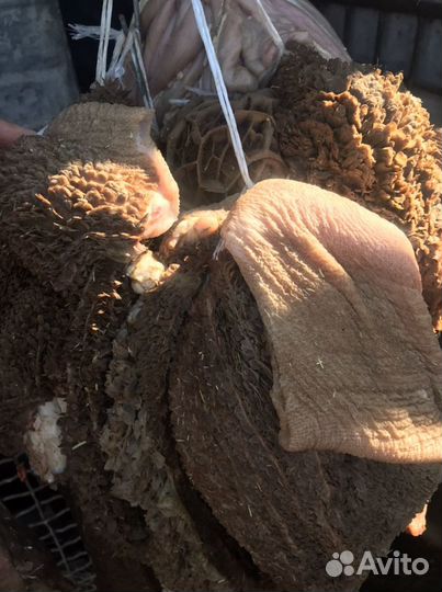 Мясо для собак