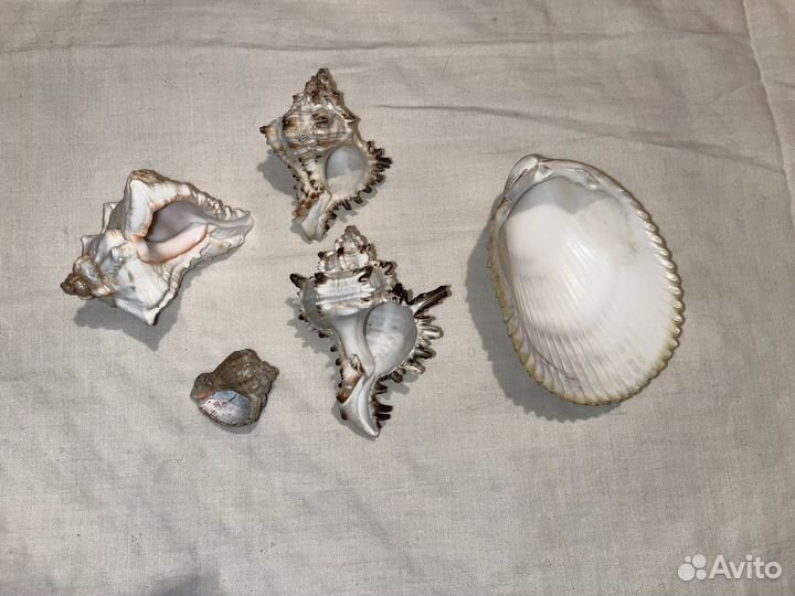 Морские ракушки