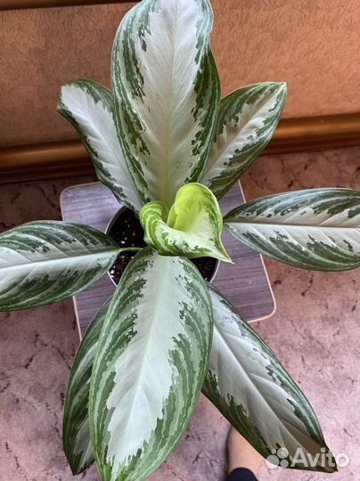 Аглаонема сильвер бей