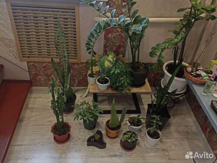 Кактусы и суккуленты