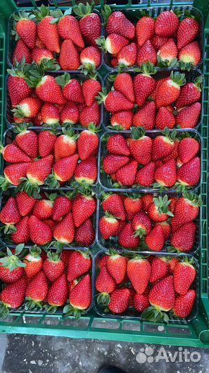 Клубника свежая