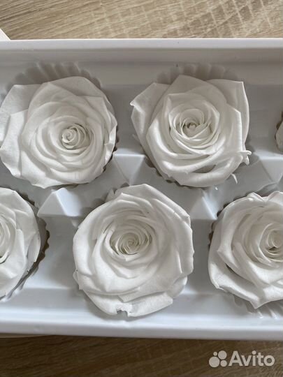 Стабилизированная роза