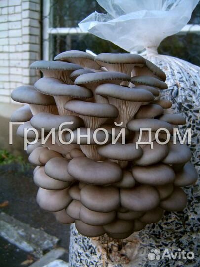 Технология выращивания грибов вешенки