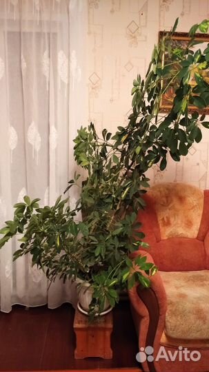 Комнатные цветы шефлера