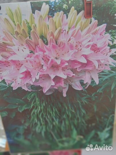 Лилия марлен