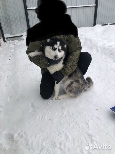 Вязка хаски