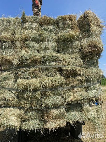 Сено луговое в тюках