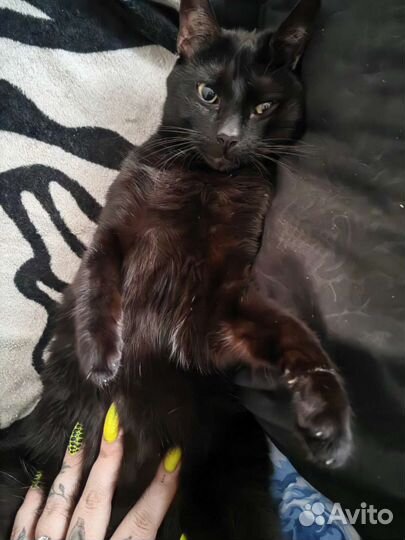 Передержка животных на время отпуска