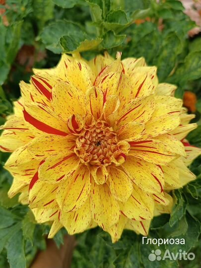 Корни георгин