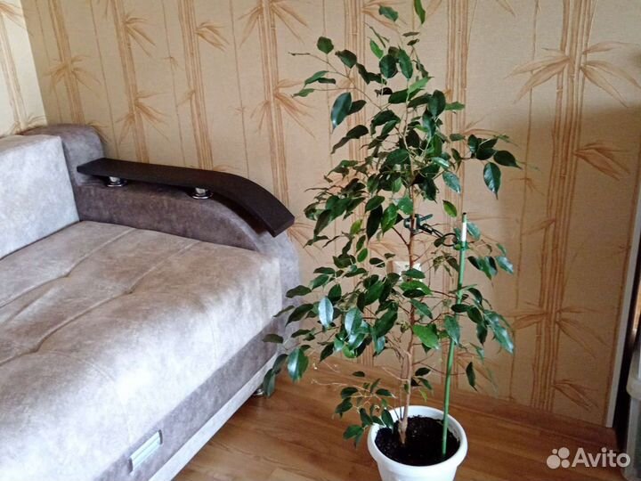 Фикус бенджамина