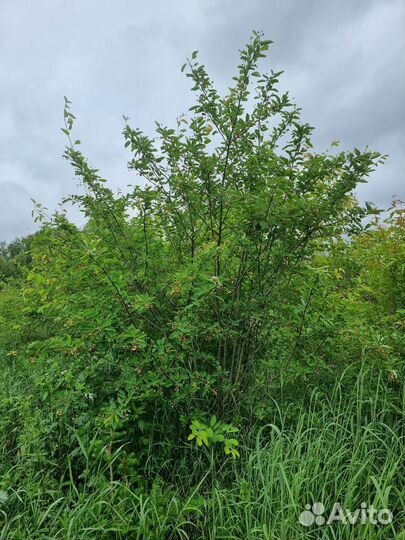 Ирга Ламарка