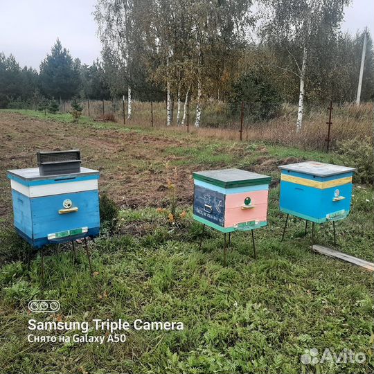 Ульи с пчелами