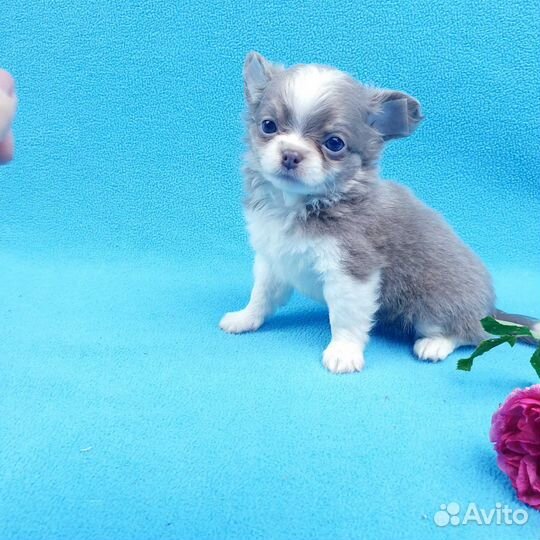 Щенки чихуа.Любой окрас и размер.Питомник