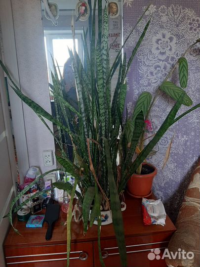 Комнатные цветы