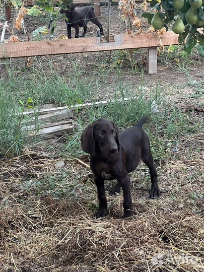 Щенки Курцхаар