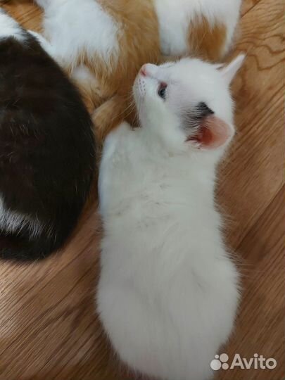 Котята в добрые руки