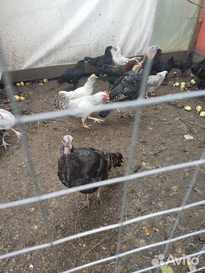 Петушки доминант, подрощенные индюки