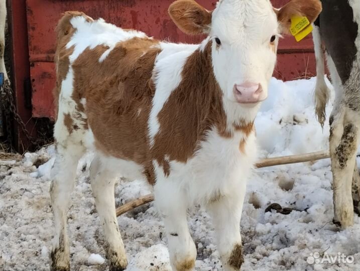 Бычки телята