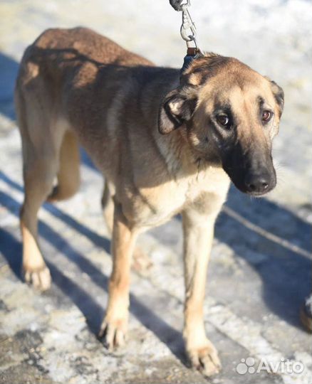 Собака в добрые руки. Белла