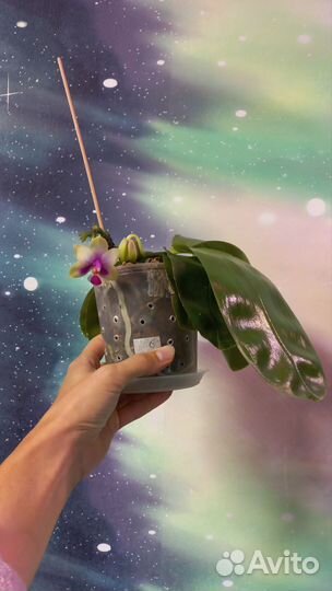 Видовая ароматная орхидея Phalaenopsis bellina