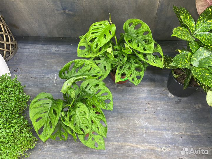 Монстера адансони манки мэск