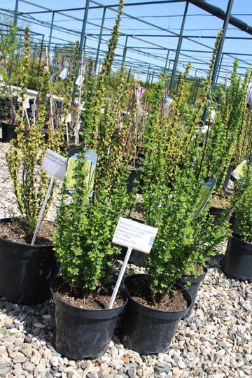 Барбарис Yellow