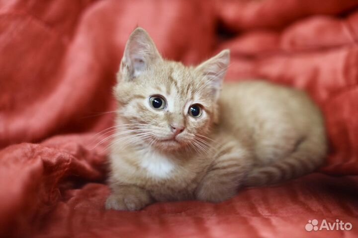 Рыжик с огромными глазами ищет дом