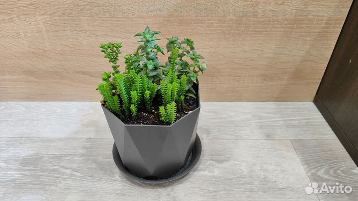 Суккуленты