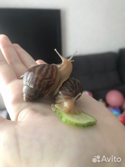 Улитки ахатины