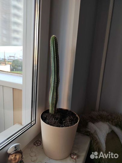 Кактус в горшке